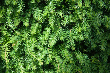 tree  plant green texture  forest