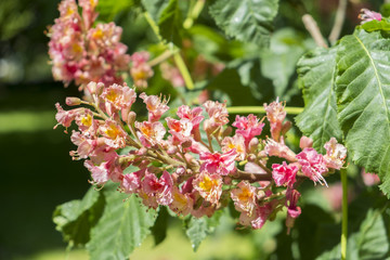 Close up of pink cherry tree flowers