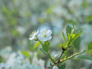 background of a flowering tree, white flowers tinted