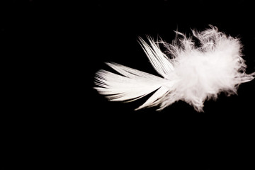 single white feather on black background