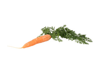 Carrot single whole