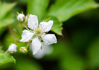 White blackberry flower on a deep green background