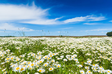 Chamomile field in summer sunny day