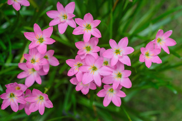 purple rain lily flower