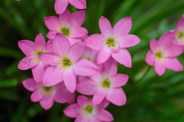 Naklejka premium purple rain lily flower