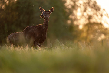 Red deer female in backlight of evening sun.