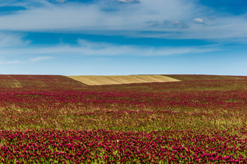 Red clover field and blue sky in summer day.