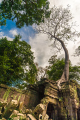 A big strangler fig grew on the roof of a ruin which has partly collapsed in the Ta Prohm temple in Angkor, Siem Reap, Cambodia.