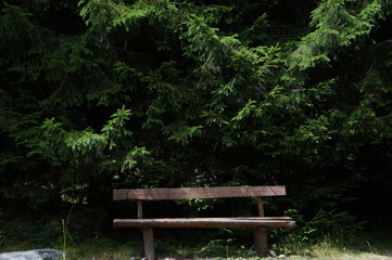A lonely bench under a pine