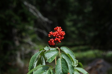 A baneberry in a forest