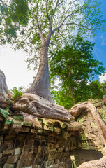 Fototapeta na wymiar A big Tetrameles tree with its endless roots coiling like a snake on top of a wall ruin in the famous Khmer temple Ta Prohm (Rajavihara) in Angkor, Siem Reap, Cambodia.