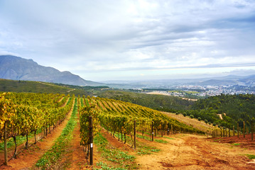 Fototapeta na wymiar Vineyard mountains in Stellenbosch valley South-Africa