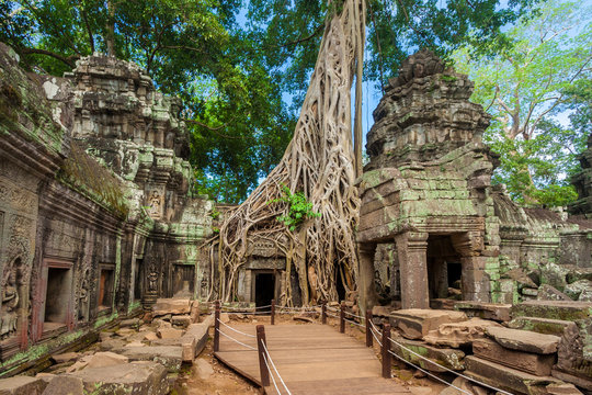 A wooden walkway, platform and roped railings have been put in place to protect this impressive temple site of Ta Prohm with the beautiful carved walls, the collapsed stones and a huge strangler fig.