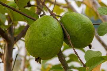 Two nice fresh guava fruits (Psidium guajava) still hanging on a tree. Taken in Malaysia.
