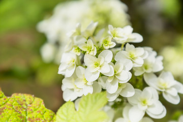 可愛い紫陽花の花