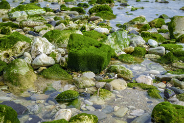 The big stones in the green slime and water