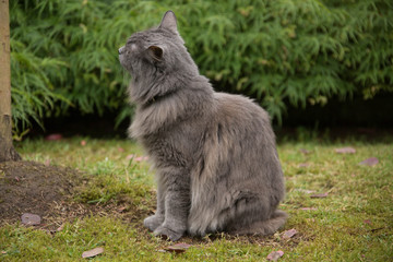 In the garden: Nebelung cat