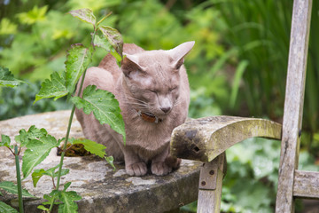 In the enchanted garden: Lilac Oriental Shorthair Cat