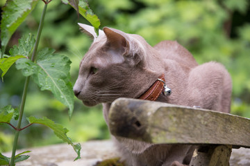 In the enchanted garden: Lilac Oriental Shorthair Cat