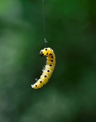 yellow caterpillar with black dots levitating