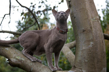 In the enchanted garden: Lilac Oriental Shorthair Cat