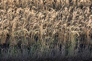 Lines of Grains backlit by the sun growing in a black lavasand landscape.