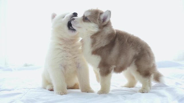 Cute siberian husky puppies playing on white bed together under sunlight 