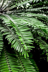 exotic green plant leaves closeup in greenhouse