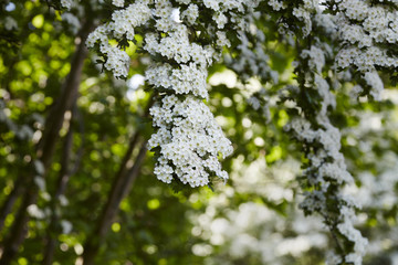 Hawthorn flowers