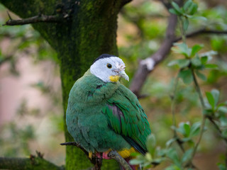 Oiseau