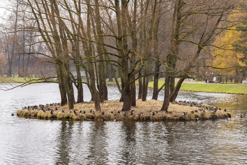Little island with trees, landscape shot