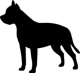 Fototapeta na wymiar Staffordshire Bull Terrier