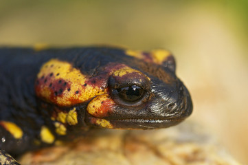 Macro of salamander (Salamandra salamandra) taken in Galicia, Spain.