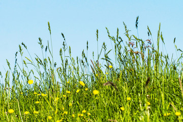 Wiese, Gr&auml;ser auf einem Deich an der Elbe
