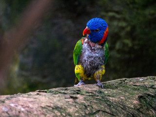 Loriquet arc en ciel