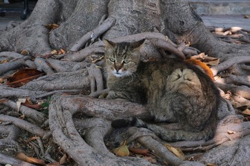 Gray cat resting in tree roots.