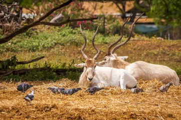 Naklejka na ściany i meble A couple of curved horn antelope Addax, also known as white antelopes (screwhorn antelope) walking in the wild in the Ramat Gan Safari. The Zoological Center Tel Aviv-Ramat Gan.