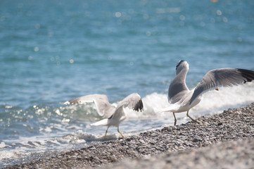 gull sea blue beach water nature