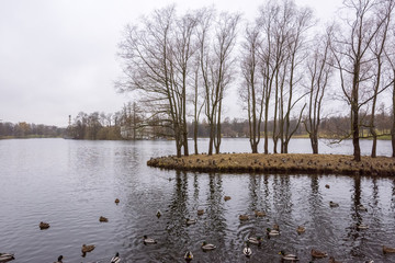 A view of an island in the middle of the pond, surrounded by ducks