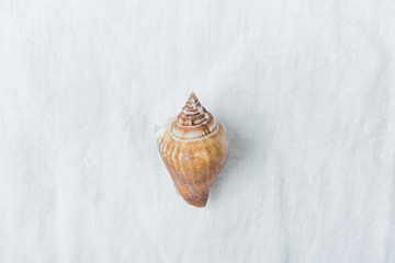 One Spiral Brown Beige Sea Shell on White Linen Fabric Background. Minimalist Modern Styled Stock Photo for Social Media Blog Product Promotion.Template for Poster Placeholder Banner. Copy Space