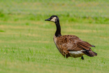 Goose on the grass