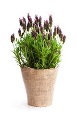 Lavender  bush in flower pot isolated on white