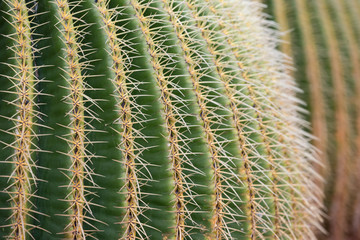 Detail of the Golden Barrel Cactus.