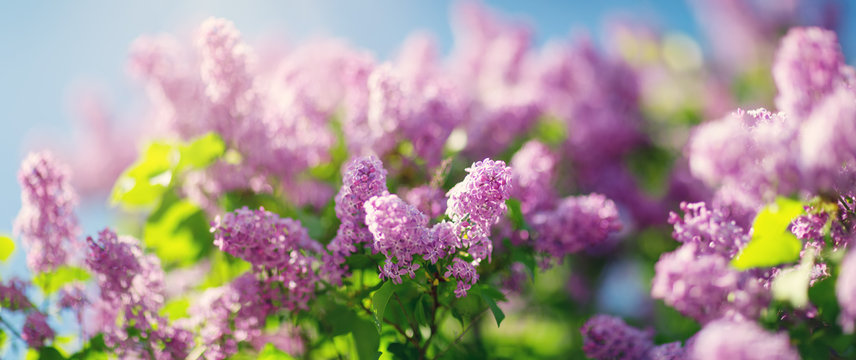 Lilac flowers blooming outdoors. Spring blossom background on sunny day