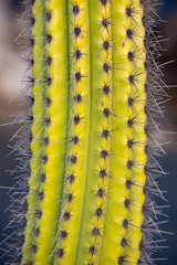 Detail of a tall cactus.