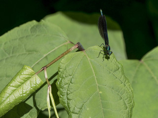 Libellule bleue et regard