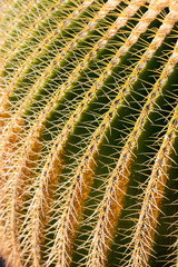 Detail of the Golden Barrel Cactus.