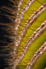 Detail of the Golden Barrel Cactus.