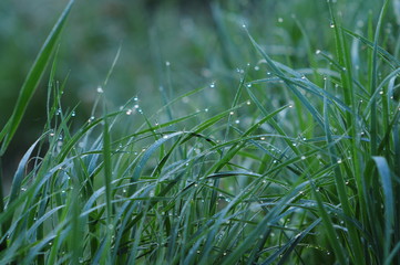 природа
