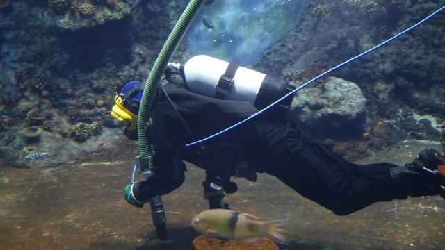 Divers under the water in the aquarium of the zoo service area clean